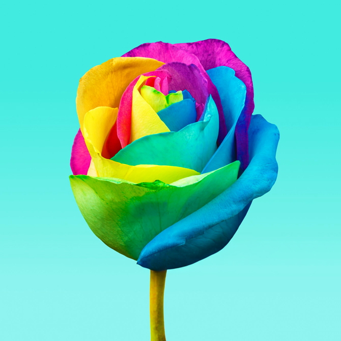 A single, rainbow, tie-dye rose standing alone a teal background